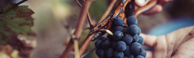 イオン直輸入ワイン「２０２１年ボージョレ・ヌーヴォー」ぶどうの収穫レポートのサブ画像2