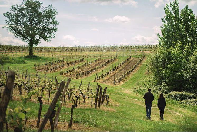 ワイン初心者の方にも満足いただける、世界で一番愛されるボルドーブランド「ムートン・カデ・コレクション」のサブ画像7