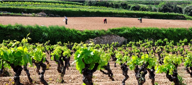 プロヴァンスでワイン業界初の環境プロジェクト「EnViProv」が始動のサブ画像2_francoismillo.com-CIVP