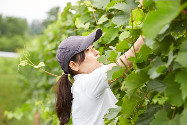 【グレイスワイン】 世界で高く評価される日本を代表するワインがさらなる進化を遂げて新登場　『三澤甲州 2020』のサブ画像2