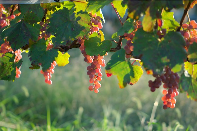 【グレイスワイン】 世界で高く評価される日本を代表するワインがさらなる進化を遂げて新登場　『三澤甲州 2020』のサブ画像3_垣根式で栽培の甲州
