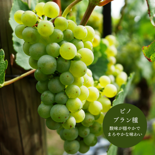 【日本初上陸！】アルコール5％金箔入りスパークリングワイン【Gold Venus】をホテルサンライフガーデン限定で12月18日（土）より販売開始致します。のサブ画像7