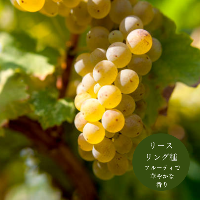 【日本初上陸！】アルコール5％金箔入りスパークリングワイン【Gold Venus】をホテルサンライフガーデン限定で12月18日（土）より販売開始致します。のサブ画像8