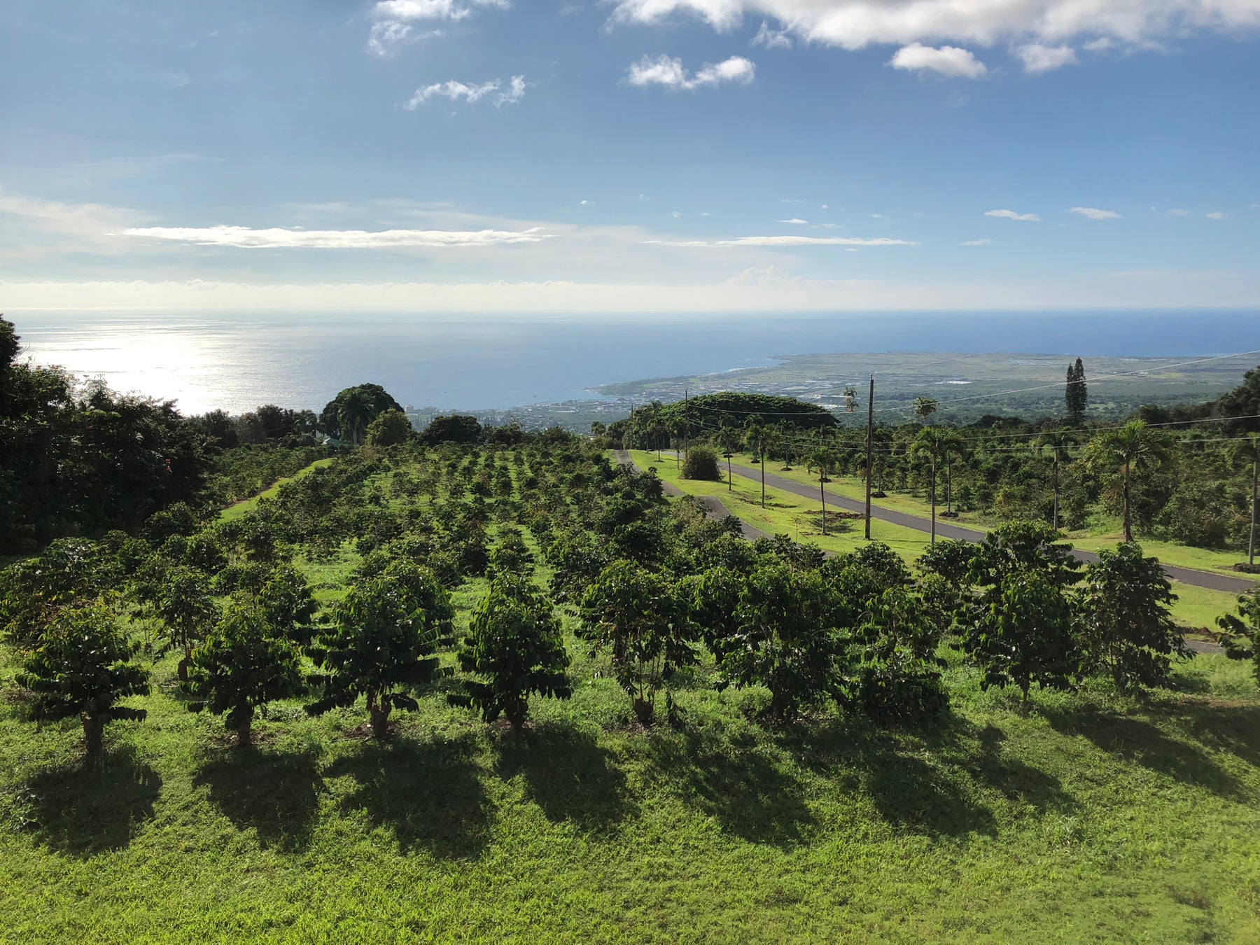 “UCC直営農園 ハワイコナ アナエロビコ”が数量限定で登場！全国UCCカフェメルカードにて6月15日（水）より予約受付開始のサブ画像3