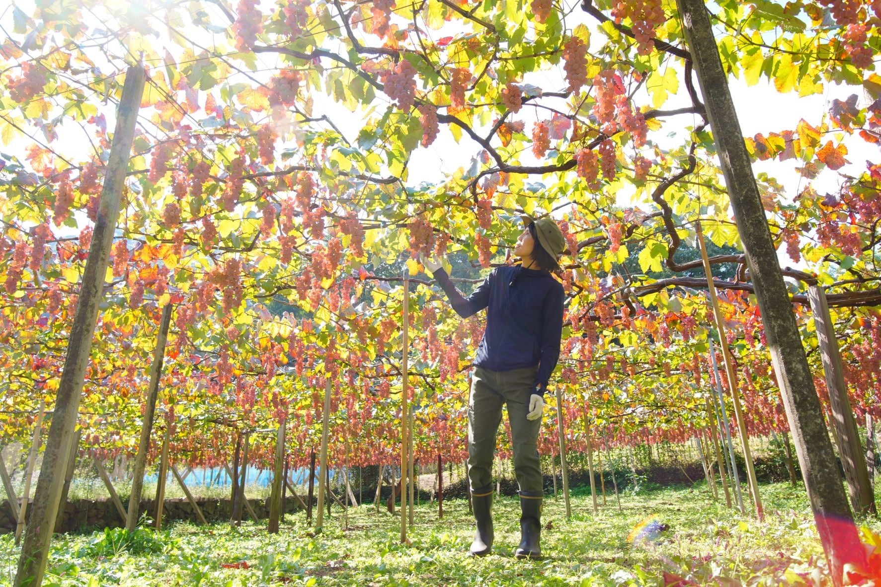【12の葡萄農家が“まるごと”ワインに】葡萄の個性を最大限に表現する醸造家と12の農家がつくる河口湖初の新しいかたちのワイナリー「7c｜seven cedars winery」始動。のサブ画像9_醸造家自ら栽培される葡萄を知る