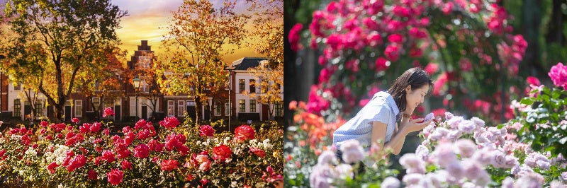 秋の花咲く街並みで巨大パエリアをほおばる 今年の秋はハウステンボスでヨーロッパ旅行しよう！ワイン・チーズ・ソーセージなどヨーロッパの「おいしい」が集まる収穫祭のサブ画像8