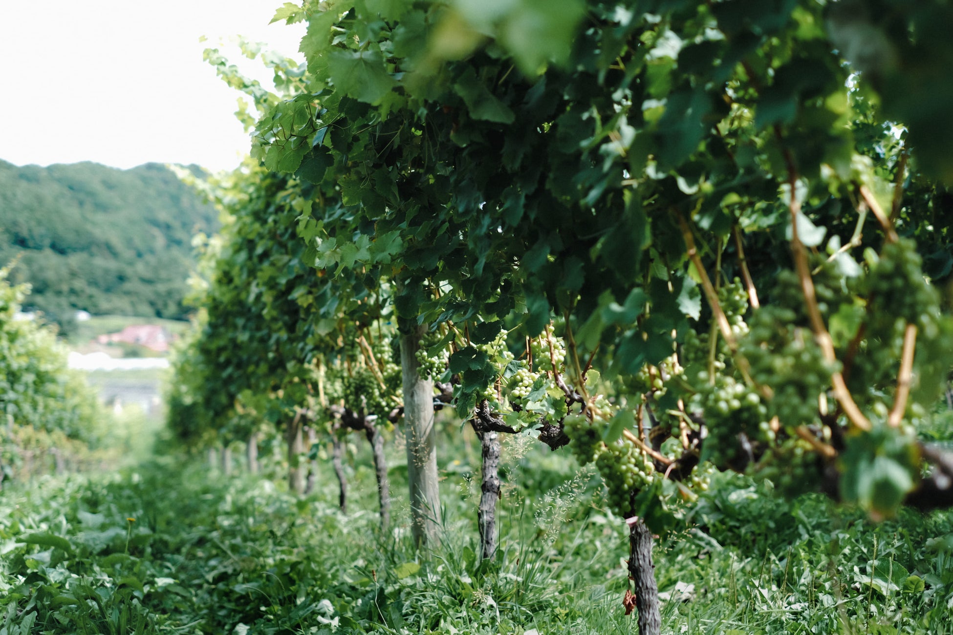 【クロスホテル札幌】北海道産ワイン消費拡大プロジェクトをスタート「スパークリングワインデー」を9月・12月に開催のサブ画像1_ワインブドウ畑（イメージ）