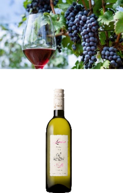 ワイン生産量日本一の山梨県から、65ワイナリー・約200銘柄のワインが大集合！「やまなしワイン×LUMINE AGRI MARCHE」　のサブ画像8