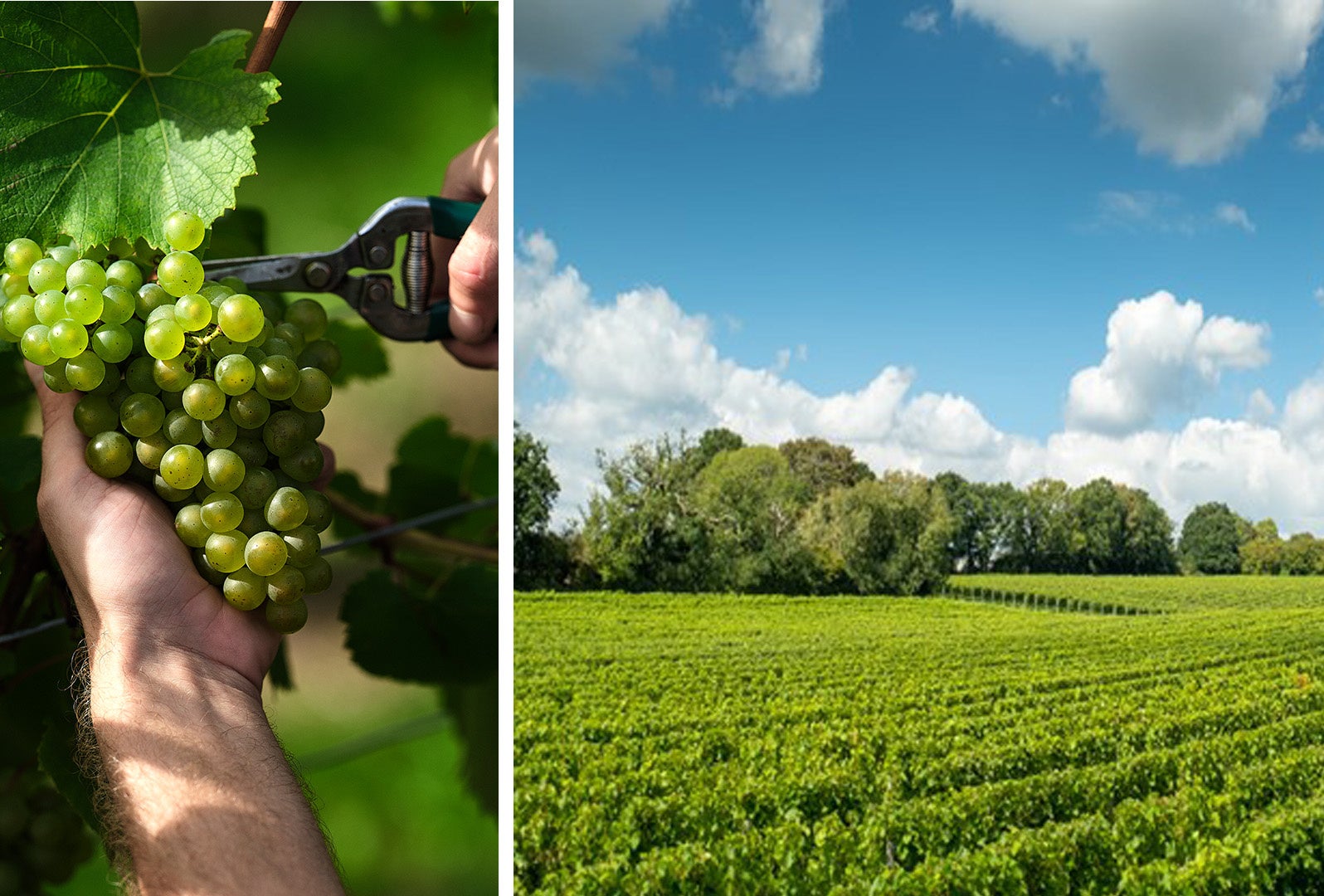 英国最高峰スパークリングワイン〈ナイティンバー〉今年、英国における過去最高のブドウ収穫量の予定のサブ画像1