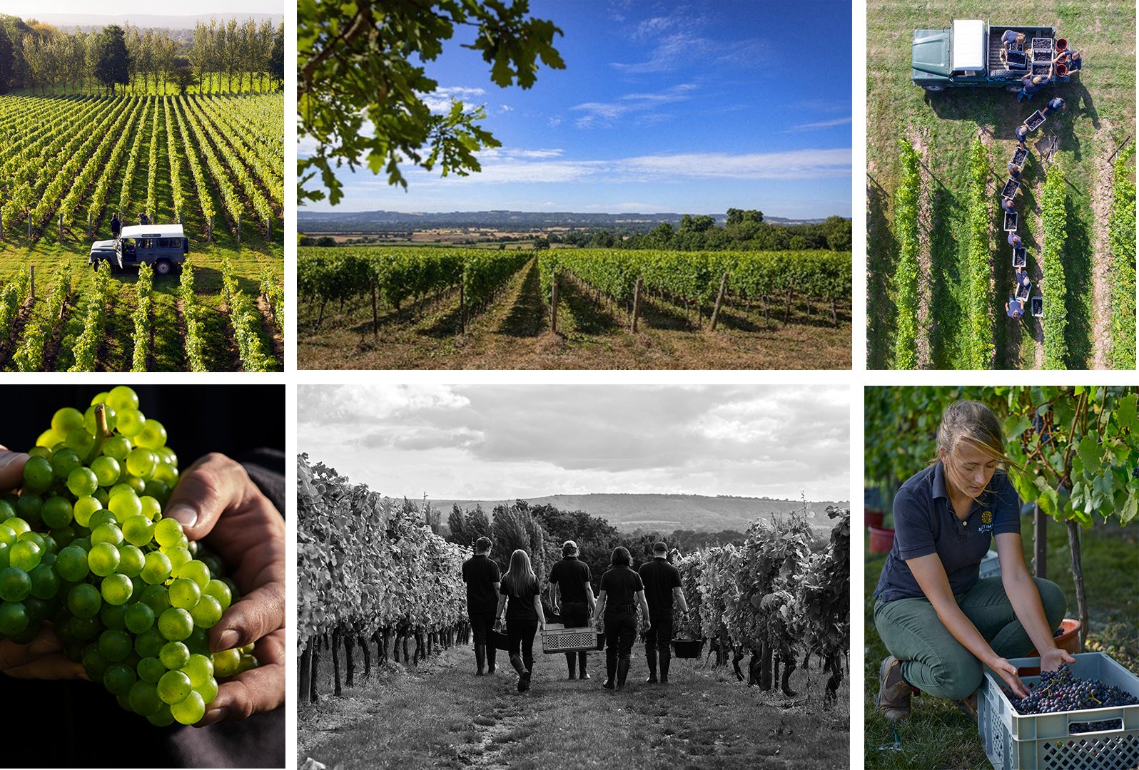 英国最高峰スパークリングワイン〈ナイティンバー〉今年、英国における過去最高のブドウ収穫量の予定のサブ画像2