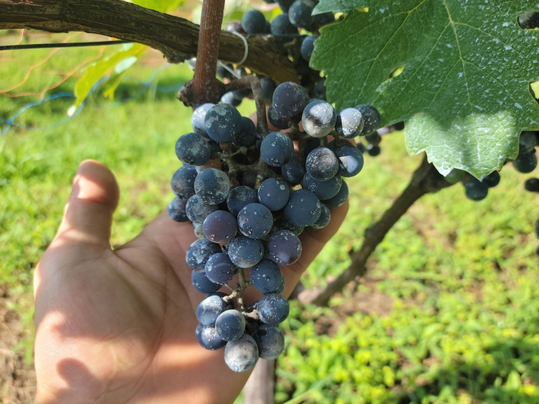 耕作放棄地を活用して作ったマウンテンバイクワイン用ブドウの収穫を行います！のサブ画像2_ワイン用ブドウ「カベルネ・ソーヴィニョン」