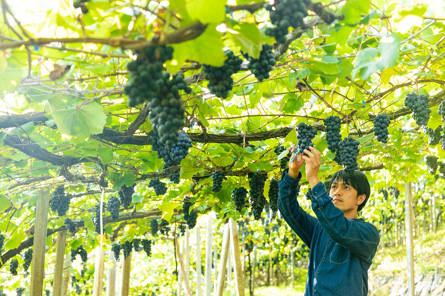 山梨・勝沼のフジッコワイナリーにて、暮らしとワインのマルシェ 秋の大収穫祭開催！のサブ画像4_フジッコワイナリーの葡萄栽培