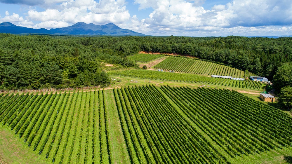 わいんびとが、青森県の日本ワイン生産者「サンマモルワイナリー」の2021年ヴィンテージレポートを発表。のサブ画像11