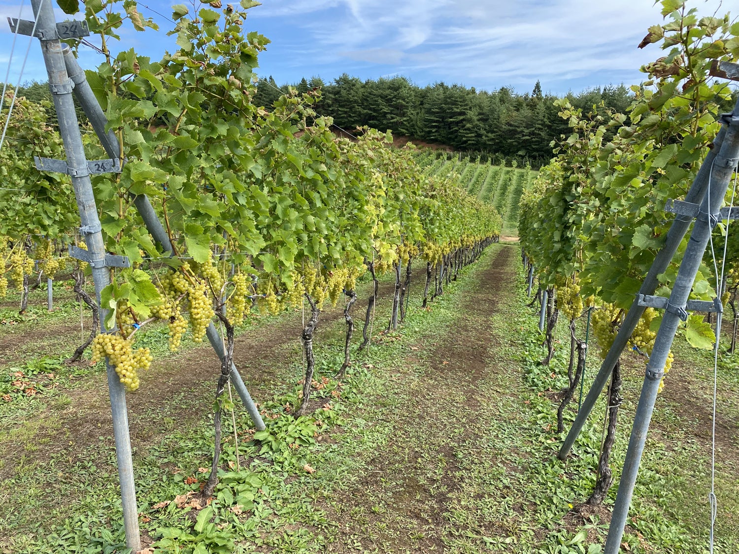 わいんびとが、青森県の日本ワイン生産者「サンマモルワイナリー」の2021年ヴィンテージレポートを発表。のサブ画像5