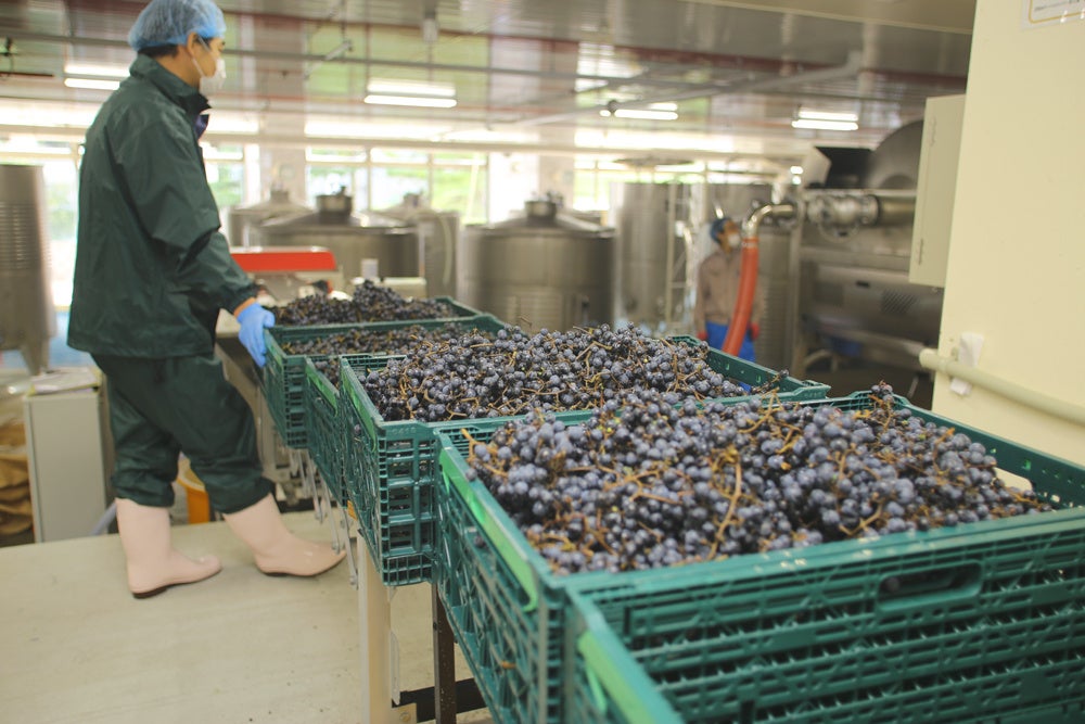 わいんびとが、青森県の日本ワイン生産者「サンマモルワイナリー」の2021年ヴィンテージレポートを発表。のサブ画像7