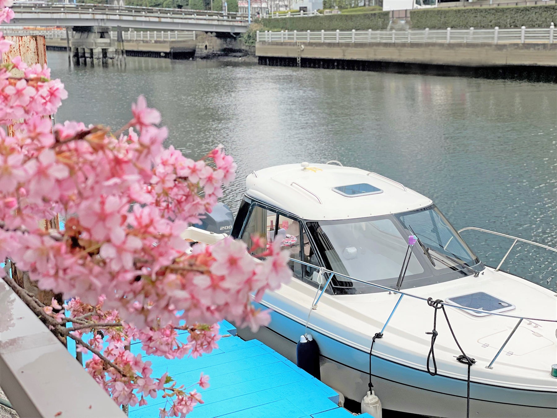 【目黒川お花見CHANDONクルーズ／貸切】特別仕様の船上から春を感じるファーストクラス予約開始！4,000ｍ続く桜のトンネルを潜り、「仲間の笑顔に包まれる」優雅な時を のサブ画像3_桟橋に停泊するリリー号。白くスタイリッシュな船体です。