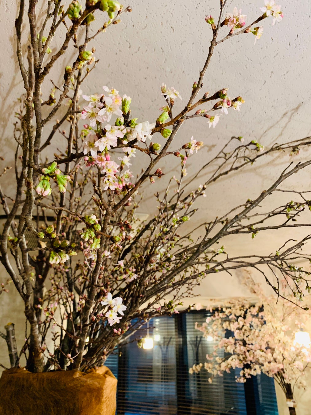 ソファでゆったり“屋内花見”！新宿駅近の隠れ家ダイニングで、雨や寒さや花粉から逃れて快適に、ワイン片手にお花見を！のサブ画像3