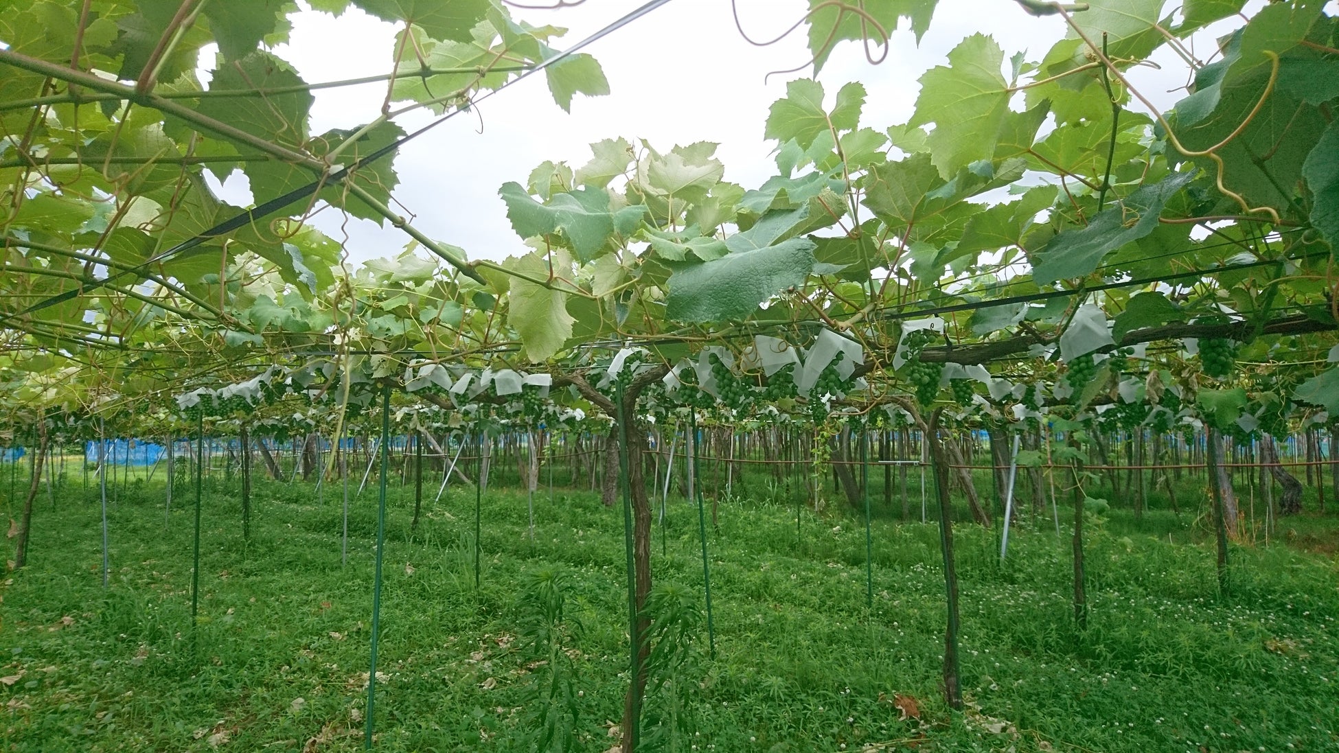 GRAPE REPUBLICが栽培開始から5年、山形県置賜地域の農園が栽培するブドウを使った「Cabernet Franc 2021」を4月18日（火）発売。土地の個性「テロワール」を表現した味わいにのサブ画像5_カベルネ・フランの畑の風景。