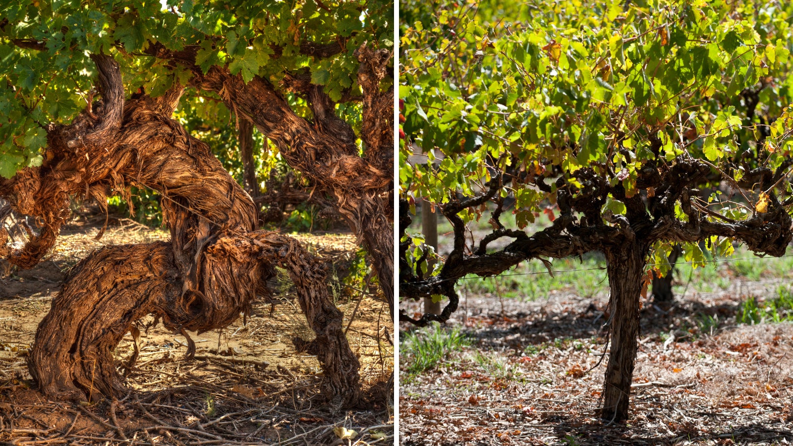 現存する131年の古木のブドウが生み出す希少な赤ワインを、Makuakeにて数量限定販売開始！のサブ画像2_左：樹齢131年の古木 右：若い木（写真提供：Brothers in Arms）