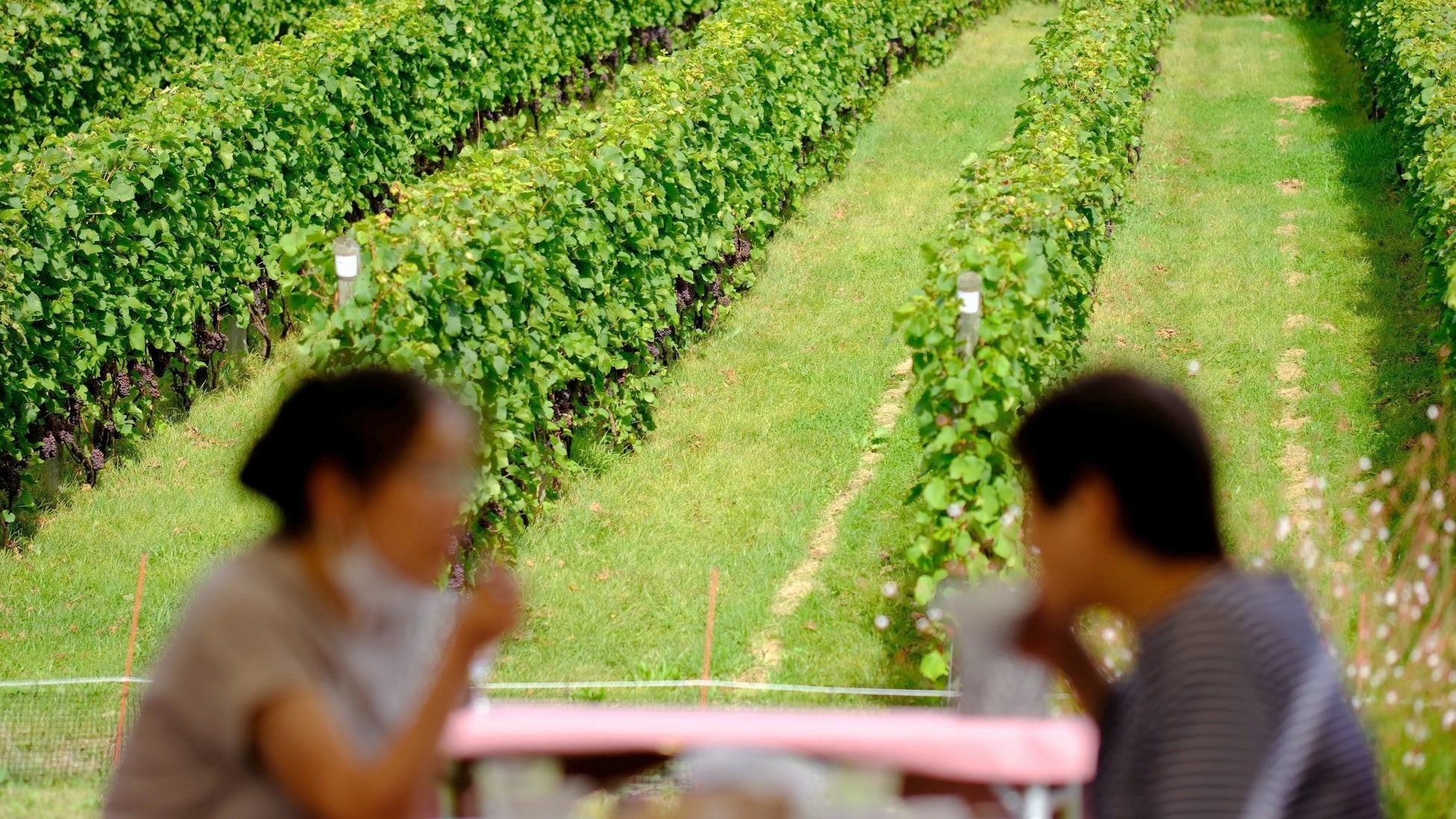 「ぶどう畑でレストラン2023」開催のお知らせのサブ画像3_大自然の中で味わう料理とワインは格別