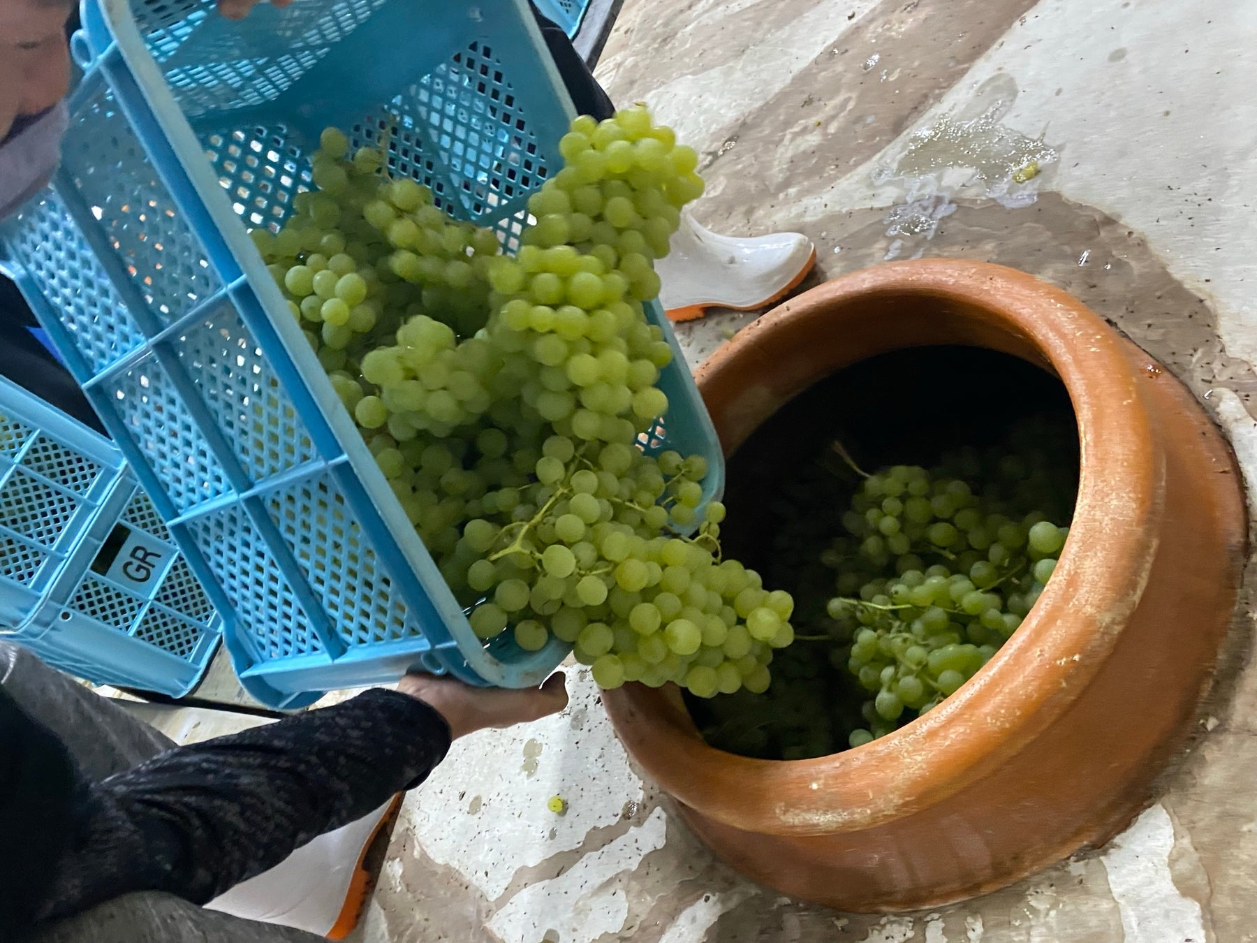 国際品種と生食用品種を世界最古の醸造法で混醸した世界でも類を見ないワイン「Anfora Rosso 2021」と「Anfora Bianco 2021」が5月22日（月）に発売。華やかで芯のある味わいのサブ画像16_収獲したブドウをアンフォラの中に投入し、醸造を始める。