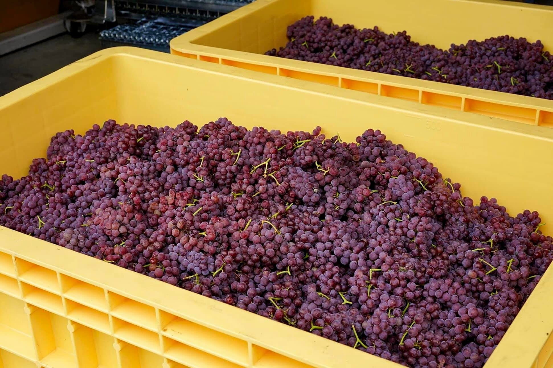 国際品種と生食用品種を世界最古の醸造法で混醸した世界でも類を見ないワイン「Anfora Rosso 2021」と「Anfora Bianco 2021」が5月22日（月）に発売。華やかで芯のある味わいのサブ画像8_収獲されたデラウェア。