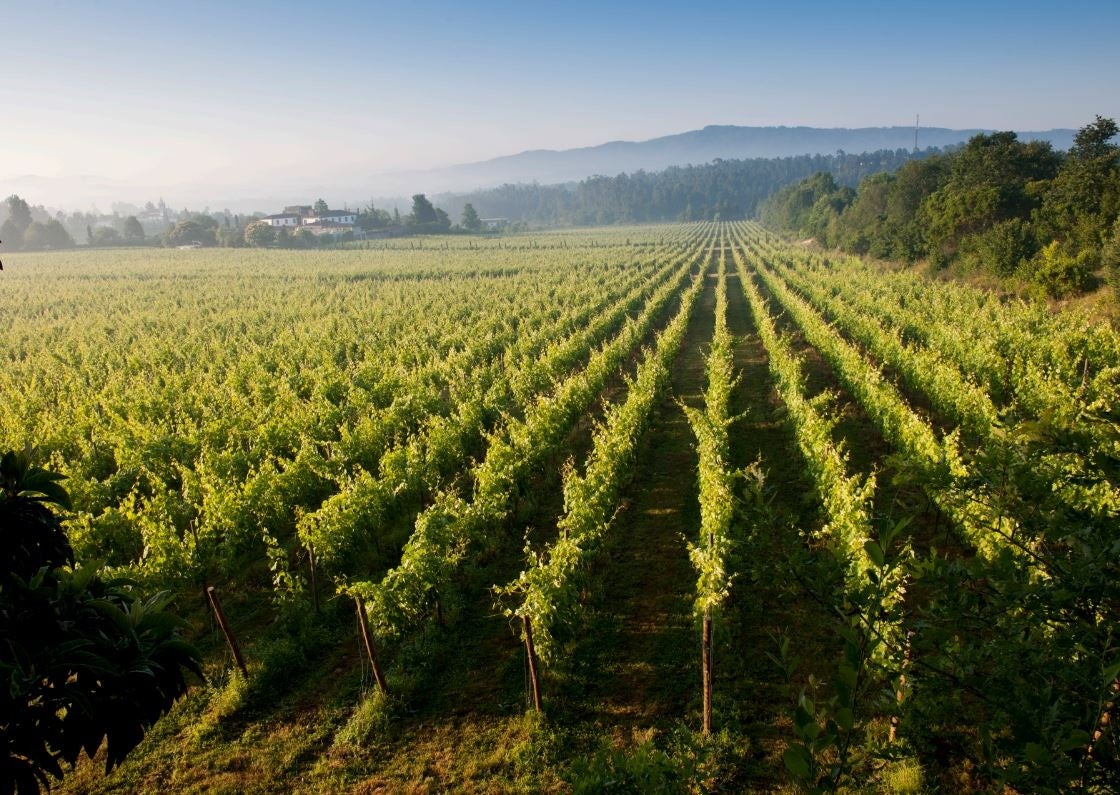 ポルトガル北部で生産される上質な「ヴィーニョヴェルデ・ワイン」のサブ画像1