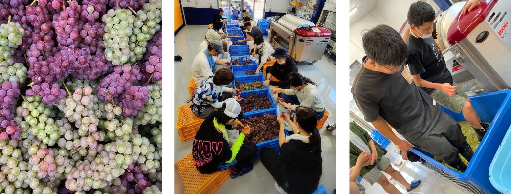wa-syu に初入荷！奈良県初の醸造所が生み出す、自然酵母発酵の希少な銘柄！奈良県香芝市「木谷ワイン」のサブ画像4