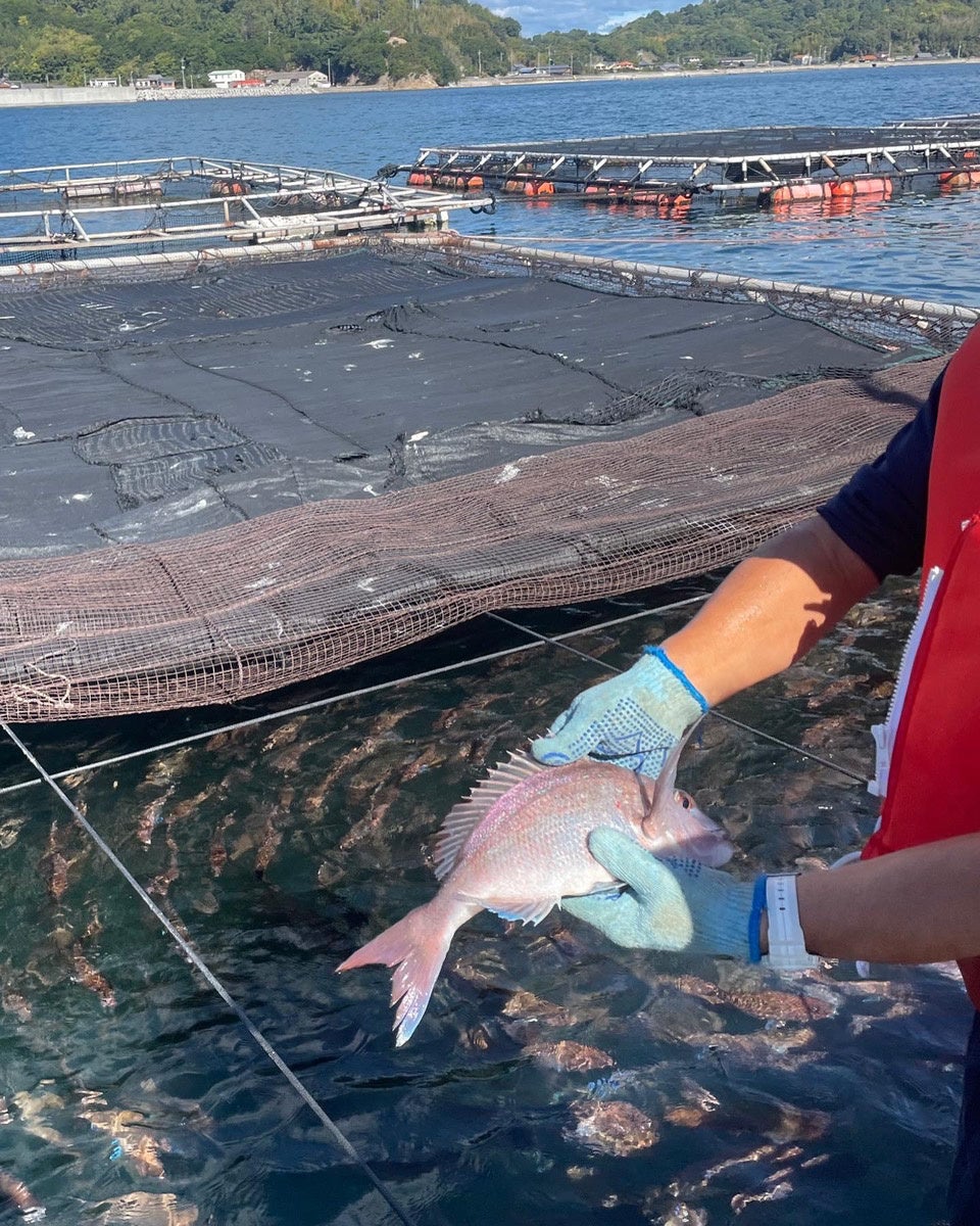 【瀬戸神楽1周年！】愛媛県産のブランド鯛が期間限定で6月27日から勢揃い！のサブ画像2