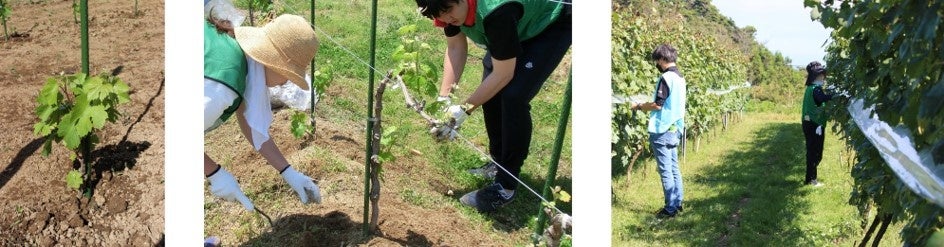 【ＤＴＳ】「ワインで復興」の夢と共に、福島県で農作業ボランティアのサブ画像3