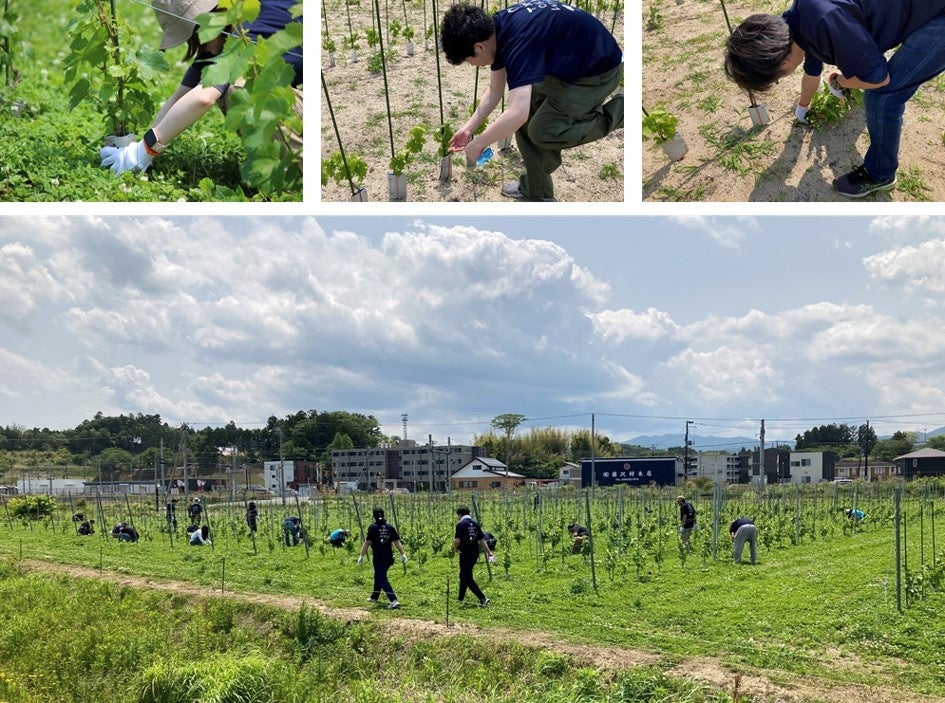 【ＤＴＳ】「ワインで復興」の夢と共に、福島県で農作業ボランティアのサブ画像4