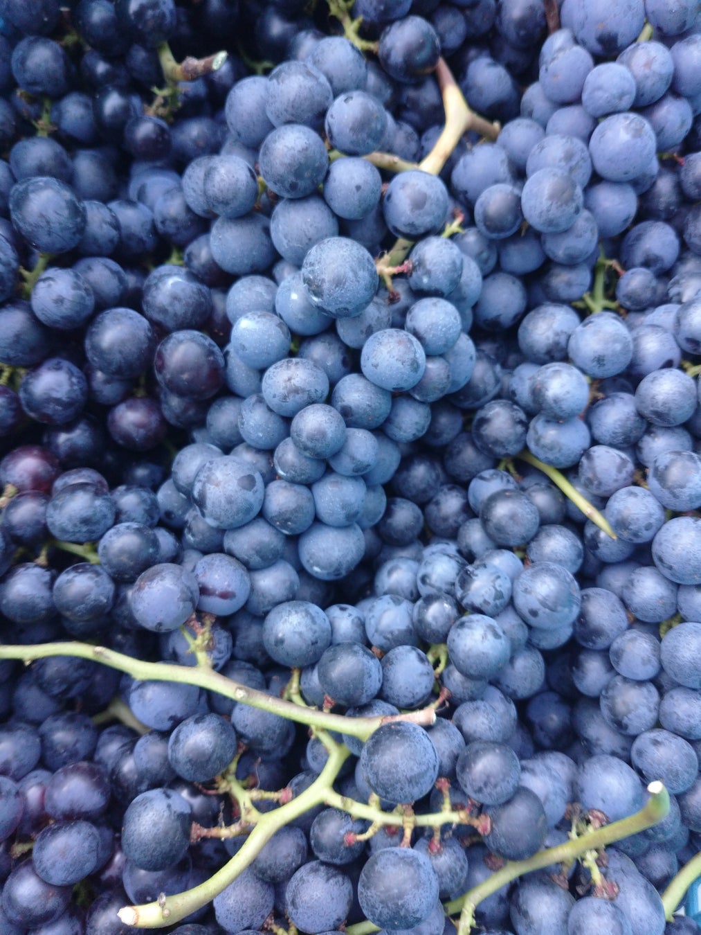 【農福連携・共生社会】Kふぁーむ産ブドウを使ったワイン”Vin de Ollage 本宮ロゼ2022”がリリースされますのサブ画像4_Kふぁーむで収穫した黒ブドウ（メルロー）