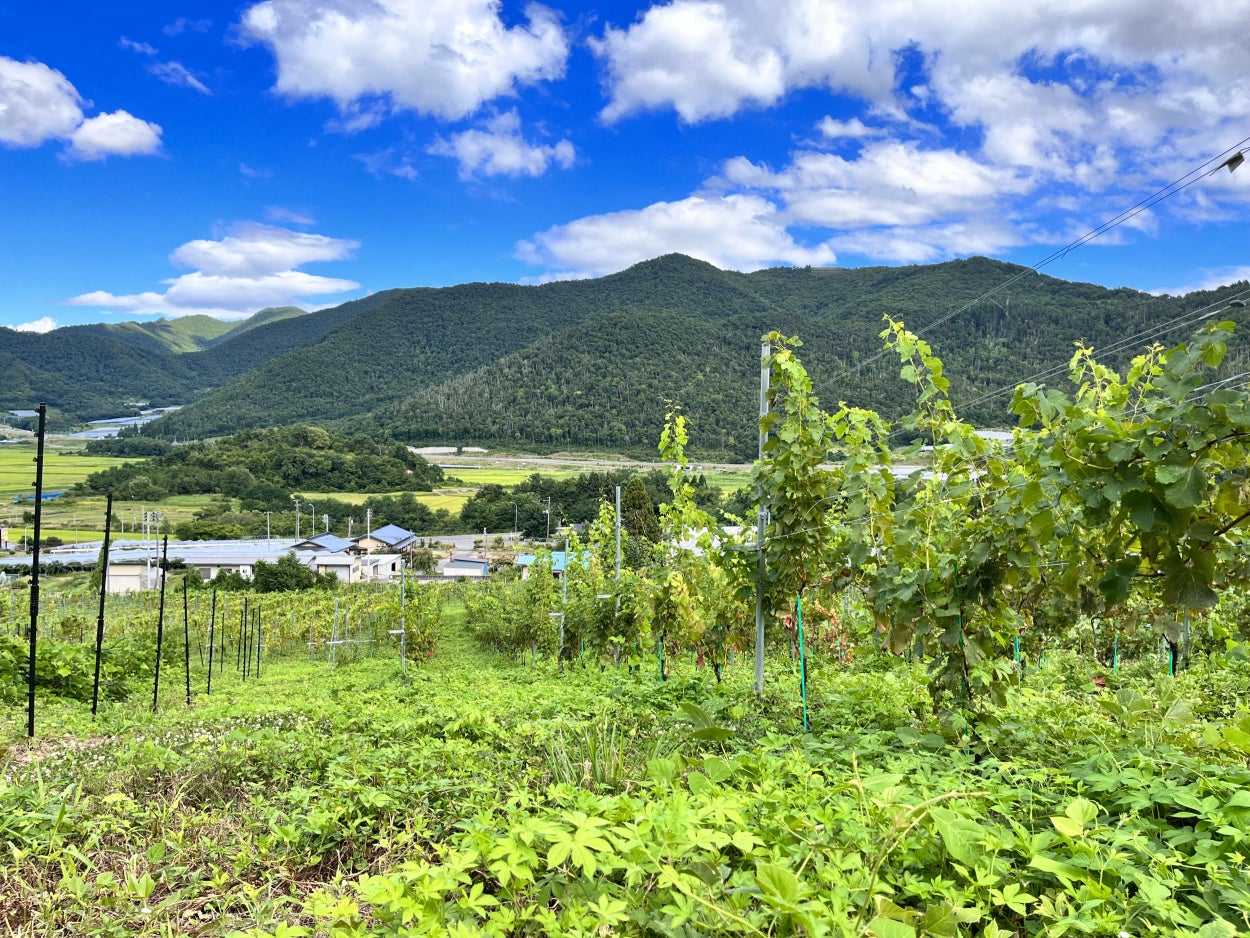 ⼭形の⾃社農園で有機栽培したブドウを使ったナチュラルワイン「numero tre 2021」と「 numero uno 2021」を9月14日（木）に発売開始のサブ画像2_GRAPE REPUBLICの自社農園の風景。