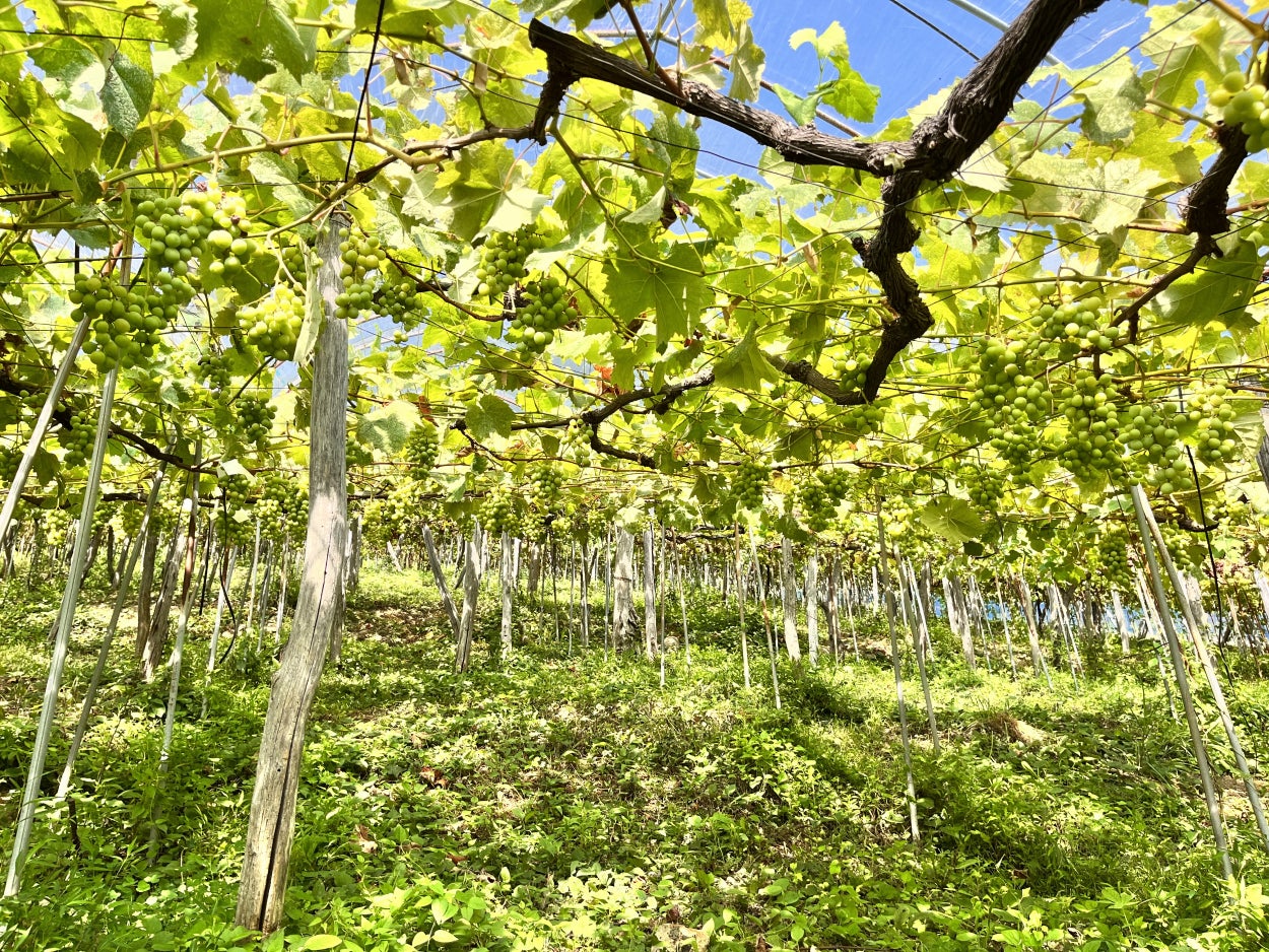 ⼭形の⾃社農園で有機栽培したブドウを使ったナチュラルワイン「numero tre 2021」と「 numero uno 2021」を9月14日（木）に発売開始のサブ画像7_実ったデラウェア。