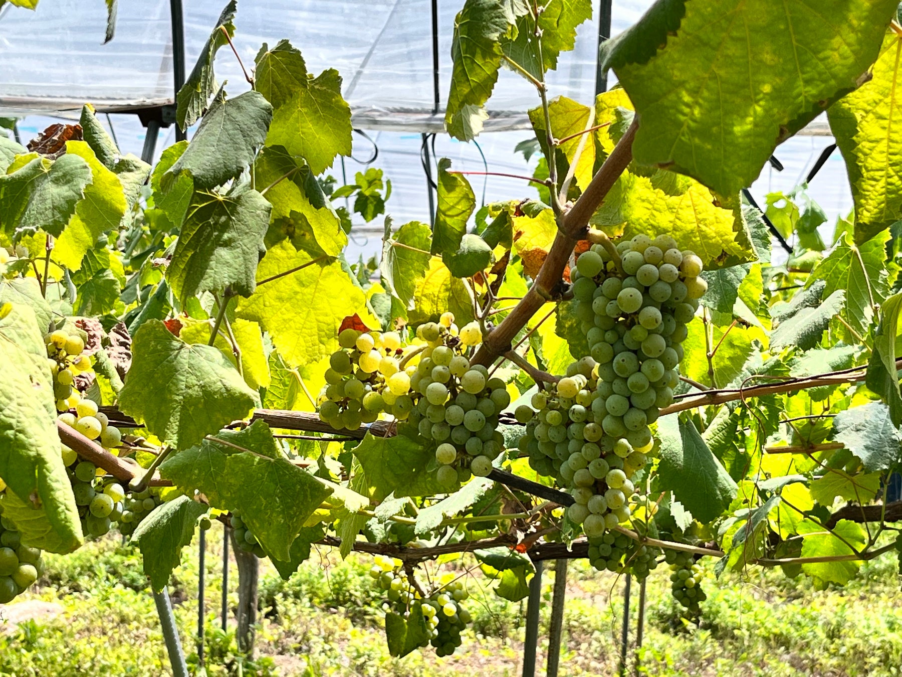 ⼭形の⾃社農園で有機栽培したブドウを使ったナチュラルワイン「numero tre 2021」と「 numero uno 2021」を9月14日（木）に発売開始のサブ画像8_実ったアルバリーニョ。