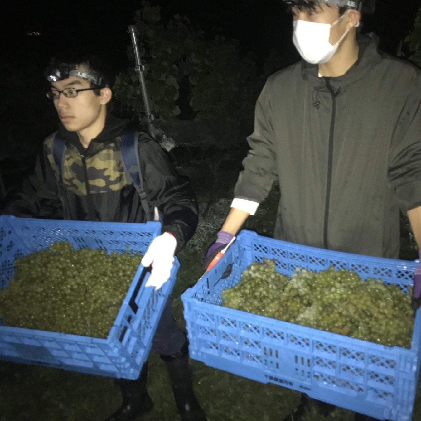 【志津川高校（南三陸高校）創立100周年記念事業】学生がラベルデザインした「記念ワイン」「記念シードル」発売のサブ画像2_収穫作業