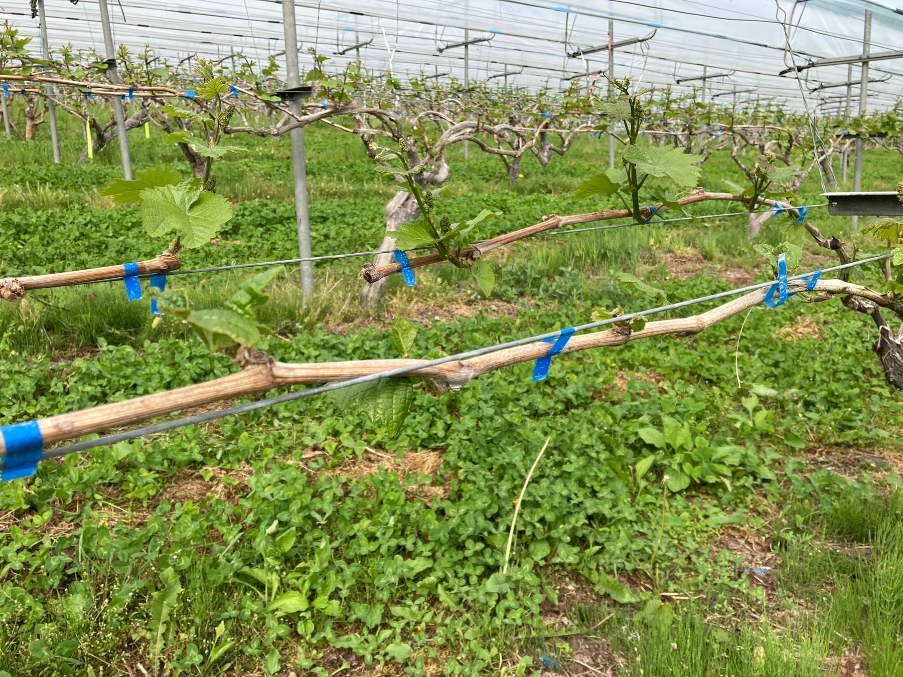 わいんびとが、岩手県の日本ワイン生産者「大迫佐藤葡萄園」の2022年ヴィンテージレポートを発表。のサブ画像3