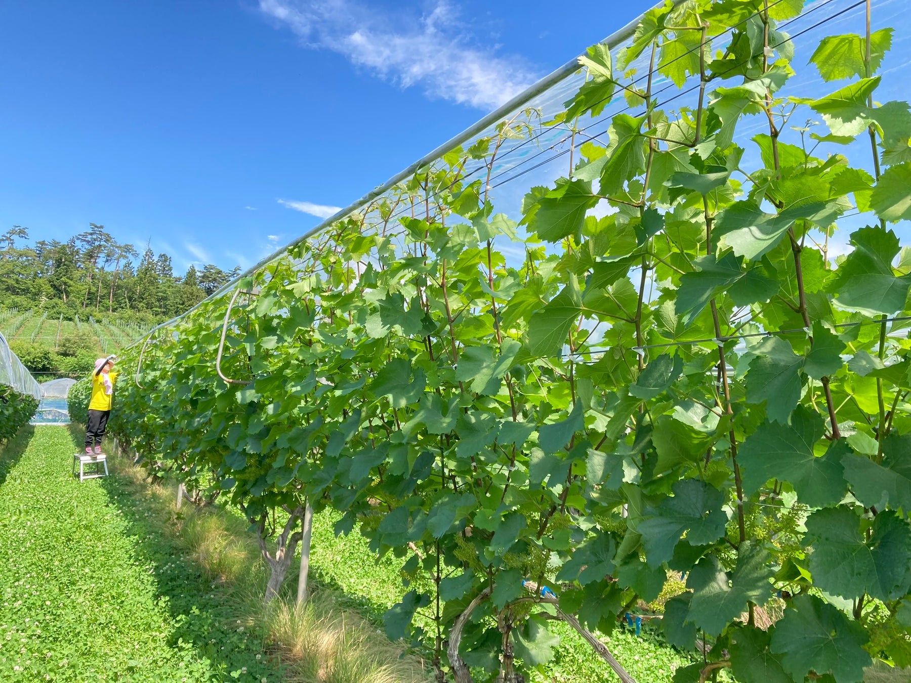 わいんびとが、岩手県の日本ワイン生産者「大迫佐藤葡萄園」の2022年ヴィンテージレポートを発表。のサブ画像5