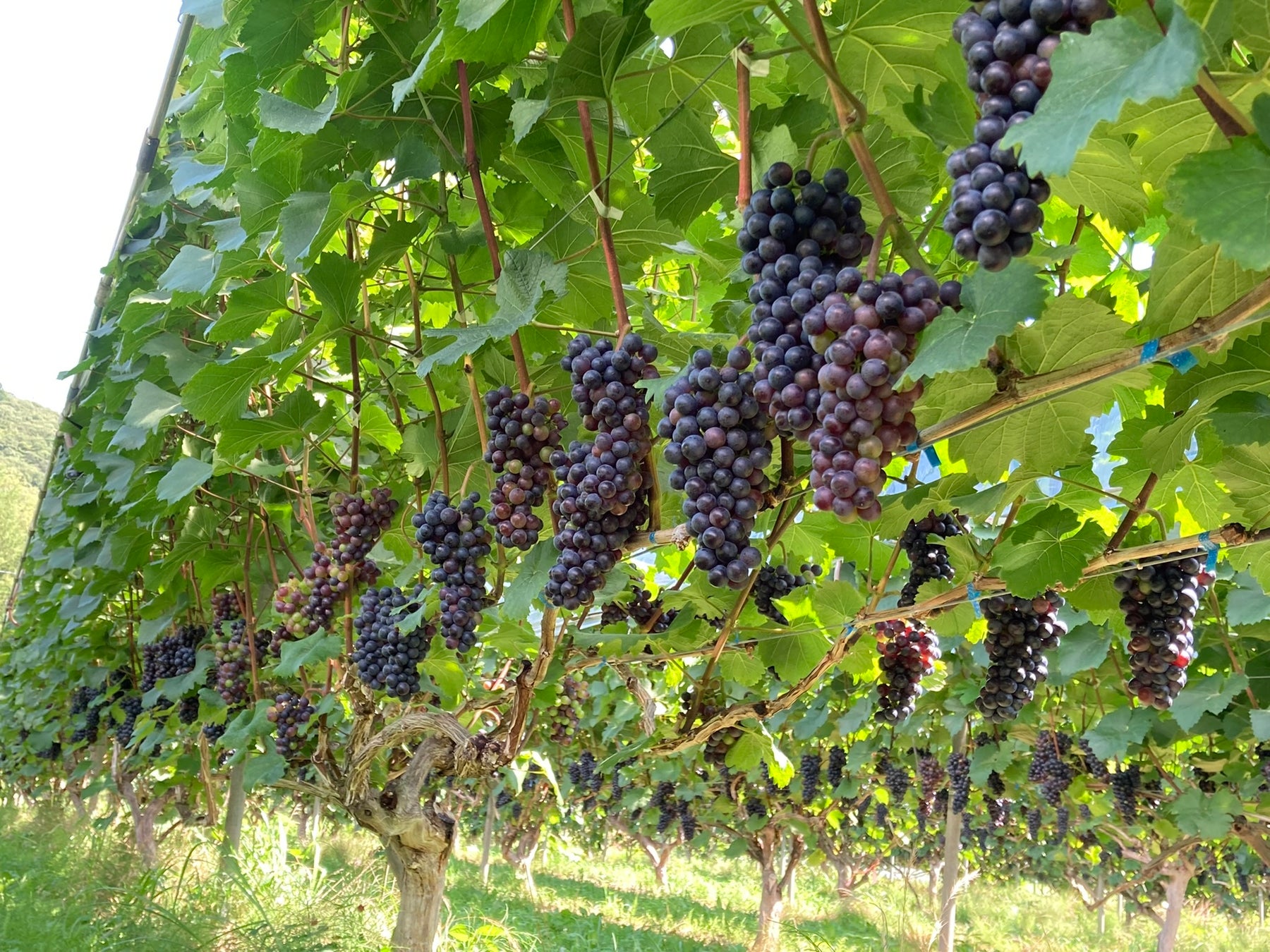 わいんびとが、岩手県の日本ワイン生産者「大迫佐藤葡萄園」の2022年ヴィンテージレポートを発表。のサブ画像6