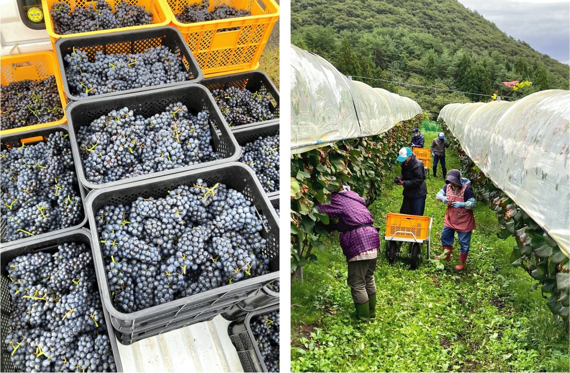 わいんびとが、岩手県の日本ワイン生産者「大迫佐藤葡萄園」の2022年ヴィンテージレポートを発表。のサブ画像7