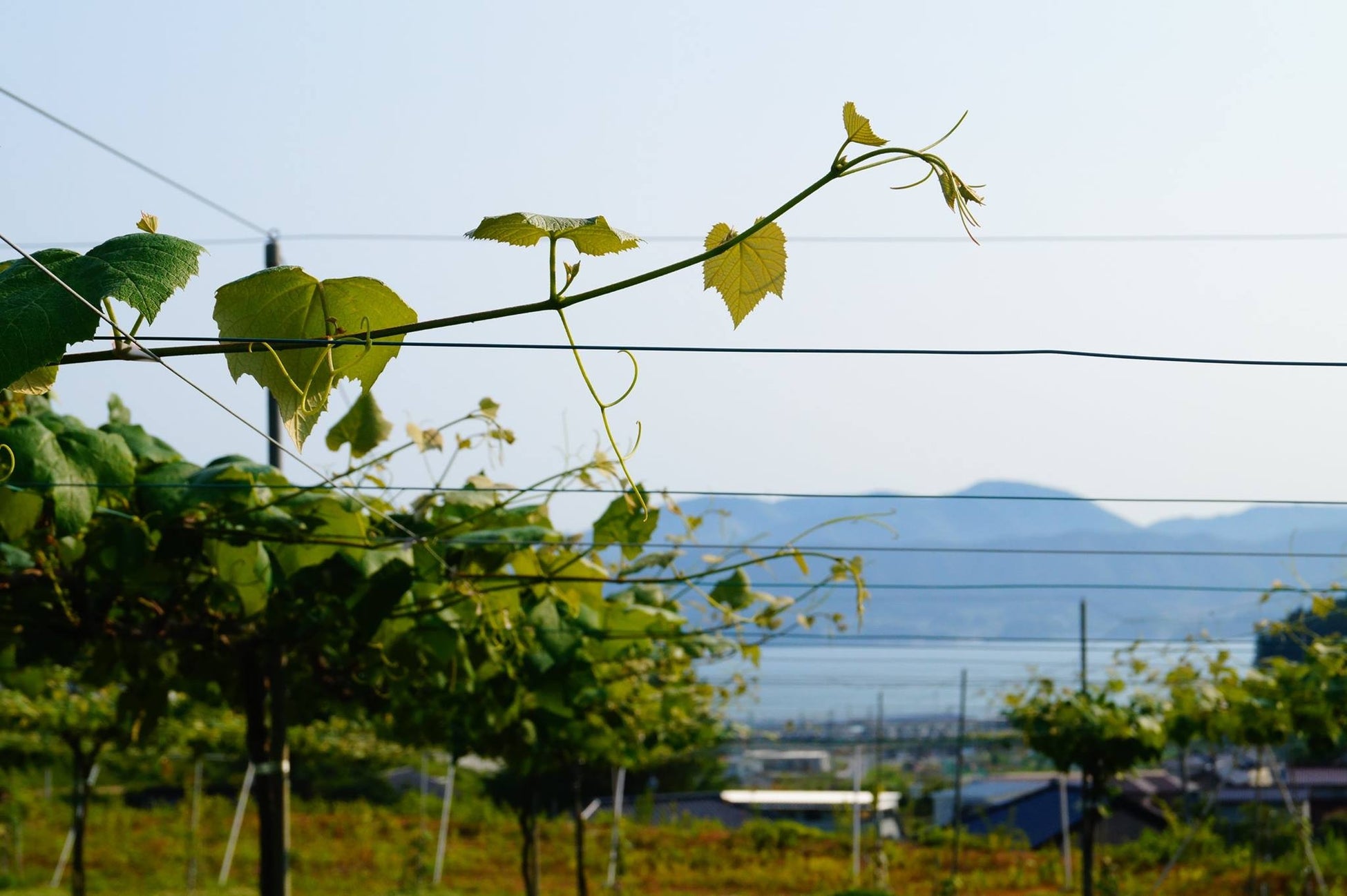 わいんびとが、岩手県の日本ワイン生産者「神田葡萄園」の2022年ヴィンテージレポートを発表。のサブ画像2
