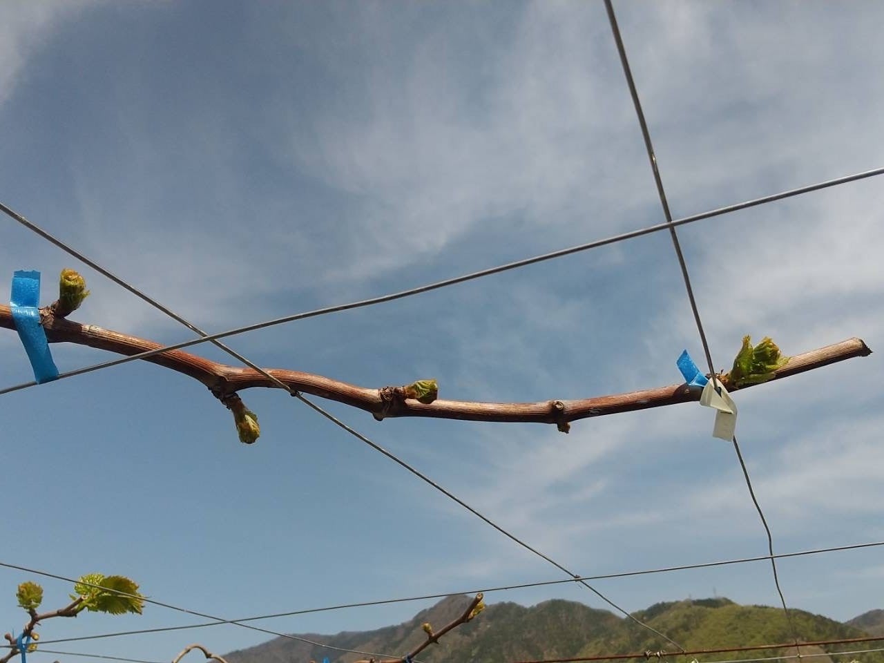 わいんびとが、山梨県の日本ワイン生産者「蒼龍葡萄酒」の2022年ヴィンテージレポートを発表。のサブ画像2