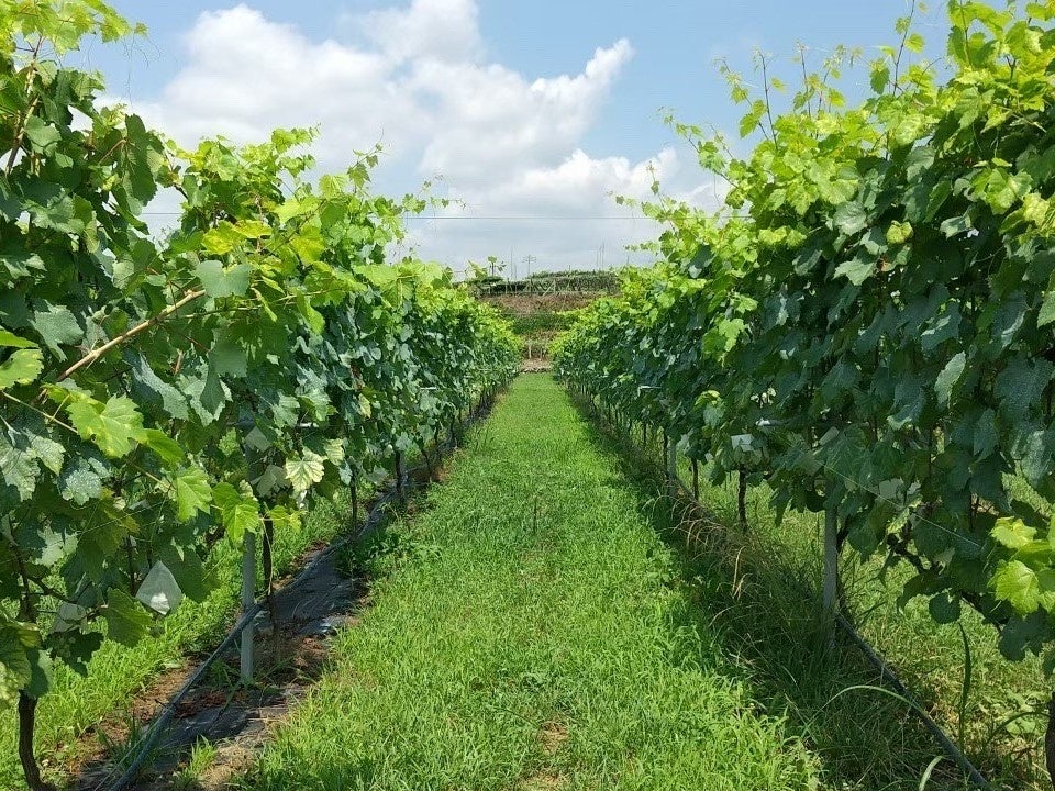 わいんびとが、山梨県の日本ワイン生産者「蒼龍葡萄酒」の2022年ヴィンテージレポートを発表。のサブ画像4