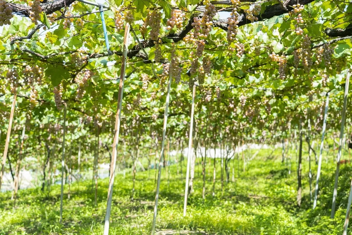 大阪で110年のカタシモワイナリーがフランス開催のワインコンクールで2アイテム金賞受賞！のサブ画像4_ぶどう畑