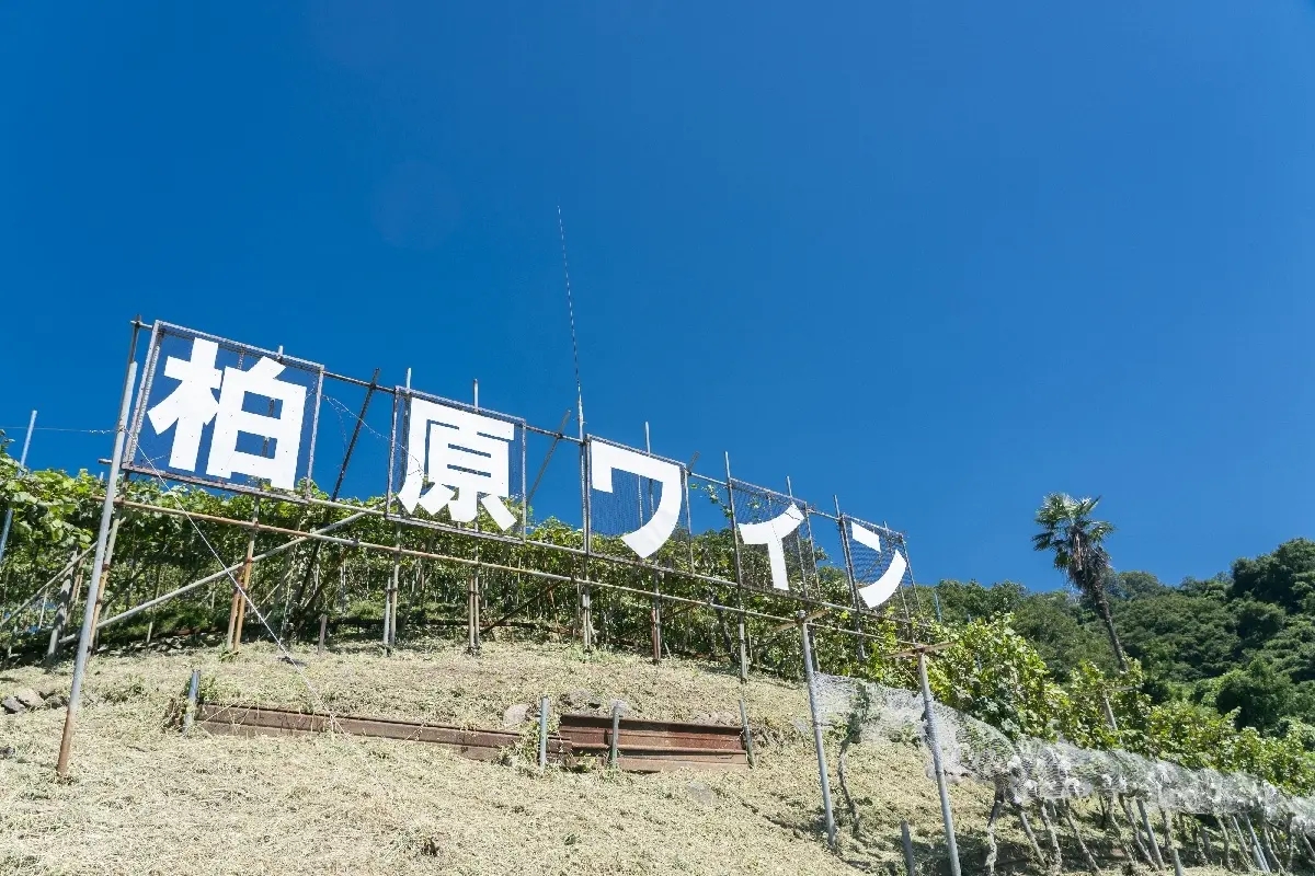 大阪で110年のカタシモワイナリーがフランス開催のワインコンクールで2アイテム金賞受賞！のサブ画像5_畑の風景